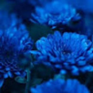 Meet your Posher, Saydee